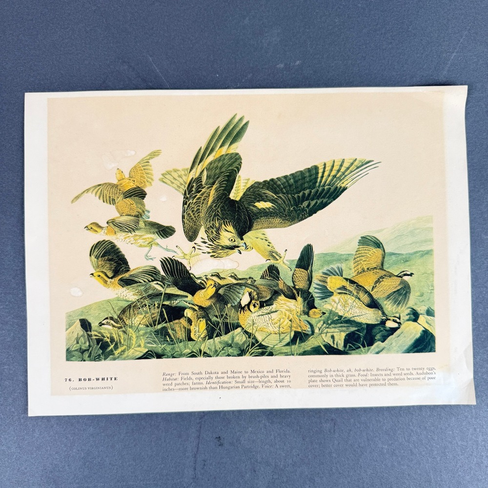 Vintage Bob-White Quail Offset Print After John James Audubon Plate 76 9x12